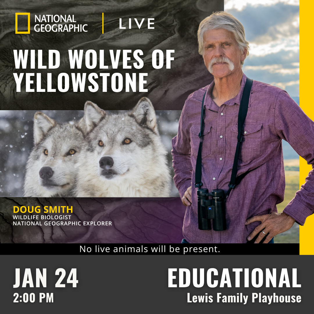 Promotional graphic for Wild Wolves of Yellowstone. Performance on January 24 at 2:00 PM at the Lewis Family Playhouse. Image shows a wildlife expert standing outdoors with binoculars, alongside an image of two wolves in snowy terrain, with note: “No live animals will be present.” Event labeled as educational.